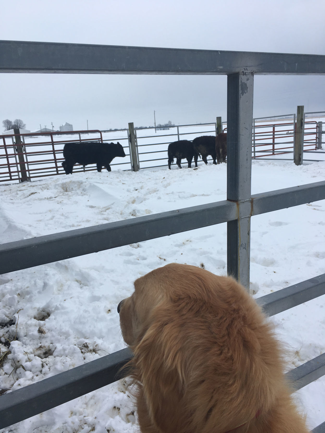 herd watch